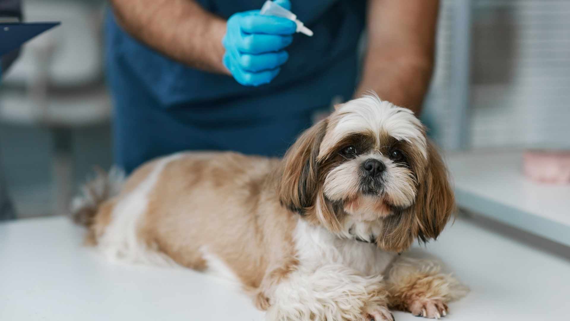 Veterinario aplicando una pipeta a un perro